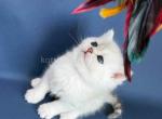 Eveline british shorthair silver shaded chinchilla - British Shorthair Kitten For Sale - CA&comma; US