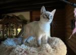 Siamese - Siamese Kitten For Sale - 30th Street&comma; PA&comma; US