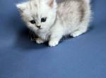 Ellis baby boy munchkin silver shaded short leg - Munchkin Kitten For Sale - CA&comma; US