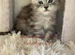 Luna and Emmetts Gwen - Maine Coon Kitten For Sale - 