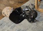 Kittens - Domestic Kitten For Sale - Channelview&comma; TX&comma; US