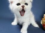 Eve baby girl scottish fold silver shaded - Scottish Fold Kitten For Sale - CA&comma; US