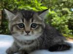 Stesha - British Shorthair Kitten For Sale - Quinlan&comma; TX&comma; US