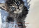 Luna and Emmetts Miles - Maine Coon Kitten For Sale - 