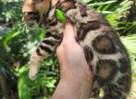 Bengal kitten male available for sale - Bengal Kitten For Sale - 