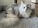 Emmett - Maine Coon Cat For Sale/Service - New Albany&comma; OH&comma; US