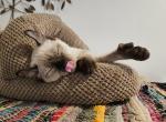 Lady - Highlander Kitten For Sale - NY&comma; US