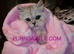 Persian Kitten - Persian Kitten For Sale - Tampa&comma; FL&comma; US