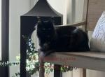 Luna - Maine Coon Cat For Sale/Retired Breeding - 