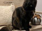 Luna - Maine Coon Cat For Sale/Retired Breeding - 