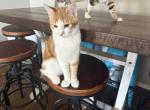 Ber Ber - Domestic Kitten For Adoption - 