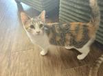 Sue - Domestic Kitten For Adoption - Lubbock&comma; TX&comma; US
