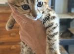 Belle - Bengal Kitten For Sale - Vandalia&comma; OH&comma; US
