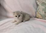 Anna - British Shorthair Kitten For Sale - Basking Ridge&comma; NJ&comma; US