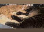 Jasper and Anubis - American Shorthair Cat For Adoption - Moore&comma; OK&comma; US