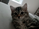 Sila - Scottish Straight Kitten For Sale - VA&comma; US