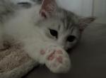 Estery - Scottish Straight Kitten For Sale - VA&comma; US
