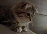 Darya - Scottish Fold Kitten For Sale - VA&comma; US