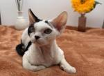 Hammy - Devon Rex Kitten For Sale - 