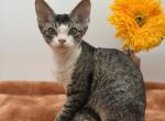 Squeaky - Devon Rex Kitten For Sale - Brooksville&comma; FL&comma; US