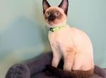 HARLEY - Siamese Kitten For Sale - Philadelphia&comma; PA&comma; US