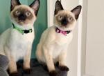 OREO - Siamese Kitten For Sale - Maclean&comma; VA&comma; US