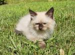 Siberian male - Siberian Kitten For Sale - White Plains&comma; NY&comma; US
