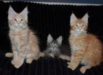 Maine Coons Ready Now TICA Registered - Maine Coon Kitten For Adoption - 