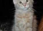 Maine Coon kittens  TICA Registered - Maine Coon Kitten For Adoption - Pelham&comma; NH&comma; US