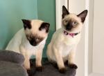 OREO - Siamese Kitten For Sale - Morristown&comma; NJ&comma; US