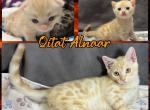 Qitat Alnaar - Bengal Kitten For Sale - Rio Vista&comma; CA&comma; US