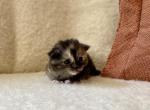 Starlight - Maine Coon Kitten For Sale - Londonderry&comma; NH&comma; US