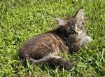 Siberian kitten male - Siberian Kitten For Sale - 