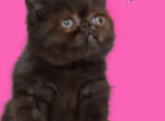 Tica black exotic shorthair kittens - Exotic Kitten For Sale - Woodburn&comma; IN&comma; US