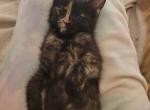Domestic kitties - American Longhair Kitten For Sale - Germantown&comma; MD&comma; US