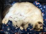 PROVEN King Alvar with full breeding rights - Ragdoll Cat For Sale/Service - Double Springs&comma; AL&comma; US