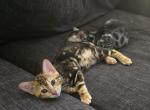 Not Applicable - Bengal Kitten For Sale - Meridian&comma; ID&comma; US