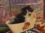 Black and white girl - Persian Kitten For Sale - Alameda&comma; CA&comma; US