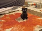 Vader - American Shorthair Kitten For Adoption - 