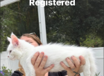 White odd eyes Female - Maine Coon Kitten For Sale - N Port&comma; FL&comma; US