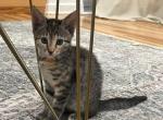 Hazel - Domestic Kitten For Sale - 