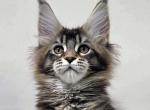 Vesta - Maine Coon Kitten For Sale - Charlotte&comma; NC&comma; US