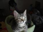 Tinkerbell - American Shorthair Kitten For Adoption - Allentown&comma; PA&comma; US