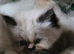 Yoko - Himalayan Kitten For Sale - IL&comma; US
