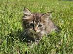 Siberian kitten female - Siberian Kitten For Sale - 