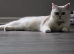 Lulu - Scottish Straight Cat For Sale - Carol Stream&comma; IL&comma; US