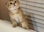 Golden Scottish Fold female - Scottish Fold Kitten For Sale - Brooklyn&comma; NY&comma; US