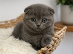 Hulk Scottish Fold kitten - Scottish Fold Kitten For Sale - 