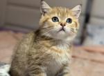 Golden tabby Scottish Straight - Scottish Straight Kitten For Sale - 