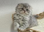 Mr Marble Scottish Fold - Scottish Fold Kitten For Sale - 